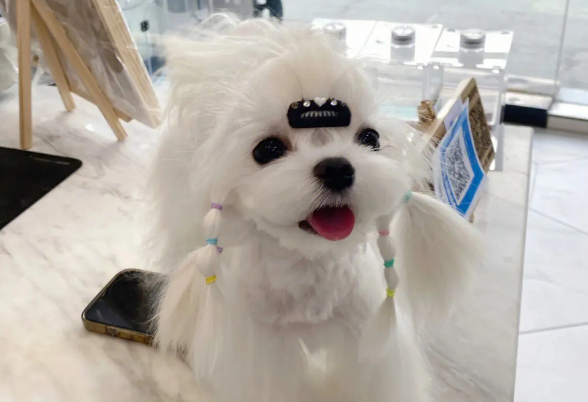 马尔济斯的鸡儿 马尔济斯的鸡儿