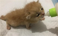 小猫几个小时不吃奶会死