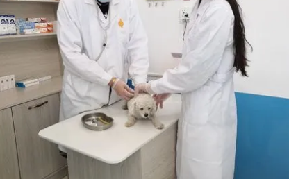 贝丁宠物医院24小时吗 贝丁宠物医院24小时吗
