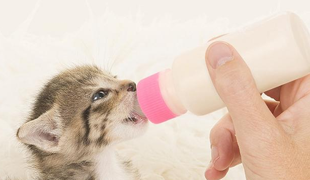 一个月小猫能断奶吗 一个月小猫能断奶吗