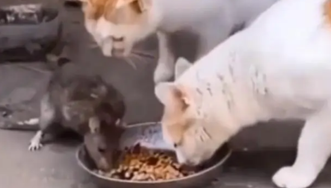 两只猫咪吃饭时，突然出现一只老鼠，接着居然敢在猫口夺食