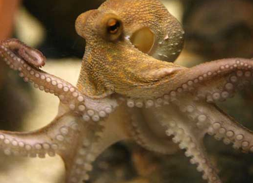 章鱼鱿鱼乌贼并非同一种鱼 有5大区别