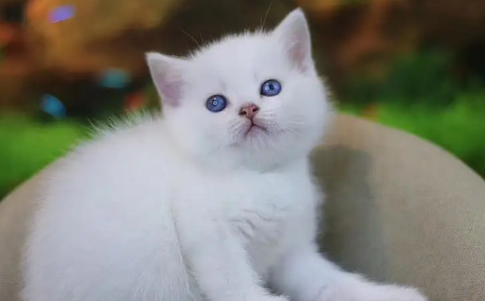 银白高地猫银渐层银点