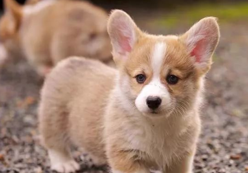 点指名犬——你所不知道的彭布罗克威尔士柯基