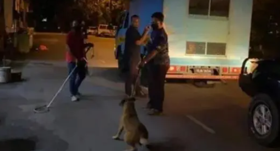 5只流浪狗被围捕,躲在了流浪汉身后,大叔:我保护不了你 5只流浪狗被围捕,躲在了流浪汉身后,大叔:我保护不了你
