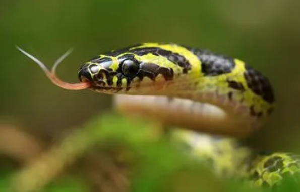 黑黄蛇是什么蛇有毒吗