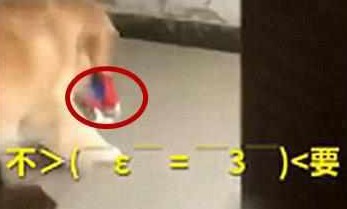 金毛把猫咪扔出家门,猫咪一脸生无可恋 金毛把猫咪扔出家门,猫咪一脸生无可恋