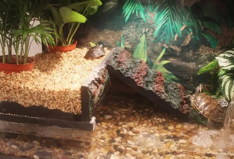 亚马逊龟缸造景 亚马逊龟缸造景