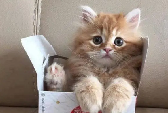 小猫很皮不听话怎么办