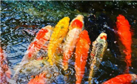锦鲤能长多大