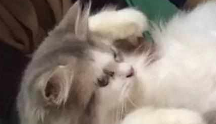 猫咪肚子越来越大以为它要生了,兽医检查完的结果大家全笑喷 猫咪肚子越来越大以为它要生了,兽医检查完的结果大家全笑喷