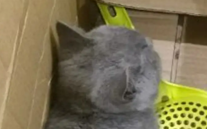 网友带猫咪坐火车,一个绝招混过安检,真是高手啊 网友带猫咪坐火车,一个绝招混过安检,真是高手啊