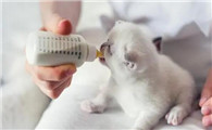 小猫多长时间断奶