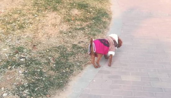 为可爱的泰迪买了身新衣服，穿上衣服就不显胖了，是不是很好看？