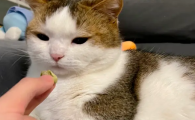 小猫碰到微量的芥末