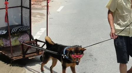 老人街上拉车意外走红,原因是拉车的司机竟然是一只狗狗 老人街上拉车意外走红,原因是拉车的司机竟然是一只狗狗