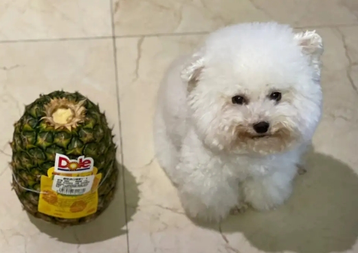 比熊可以吃菠萝吗