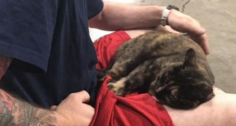 流浪小猫和消防员相亲相爱四年后，最近被一封匿名信打破了幸福