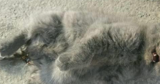 小猫咪感冒了，网友给它喂了包板蓝根，没多久猫咪就这样了