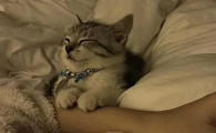 小猫舔被子好多口水