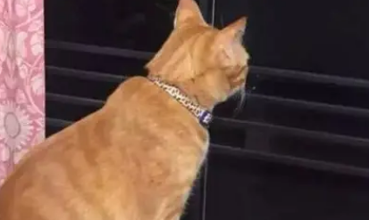 弟弟去世后,橘猫就变得成熟了许多,每天望着窗外发呆 弟弟去世后,橘猫就变得成熟了许多,每天望着窗外发呆