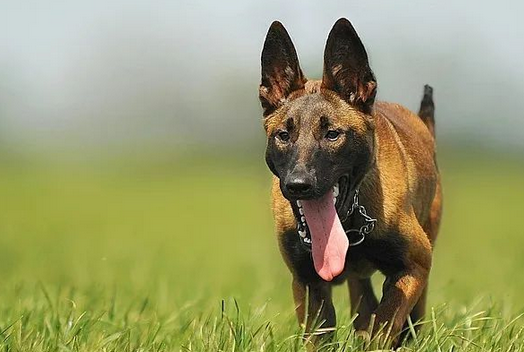 比利时马犬被评为世界上最聪明的狗狗! 比利时马犬被评为世界上最聪明的狗狗!