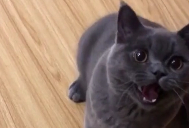 朋友扬言要养狗，家中猫咪竟然这么“狗腿”，这反应笑到我胃抽筋