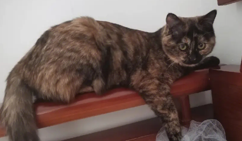 玳瑁猫有什么特点?玳瑁猫性格怎么样? 玳瑁猫有什么特点?玳瑁猫性格怎么样?