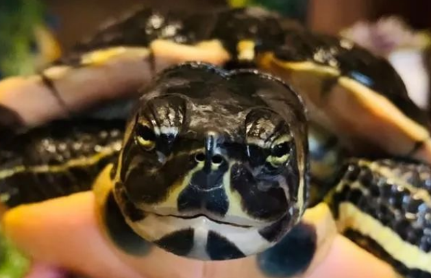 巴西龟和黄耳龟谁更凶