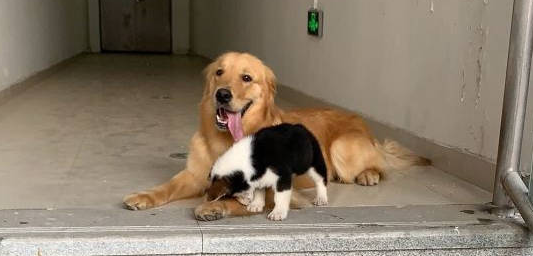 柯基的多年“老友”离开了，它心情很复杂，偷偷哭了好几次