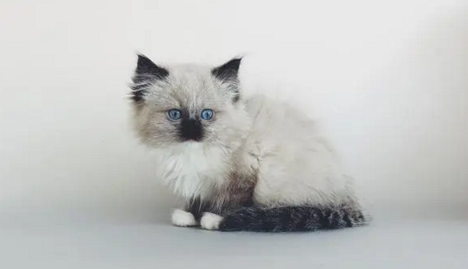 布偶猫怎么生出来黑灰色猫了 布偶猫怎么生出来黑灰色猫了