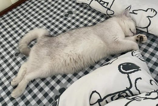 养猫的女生送什么礼物 养猫的女生送什么礼物