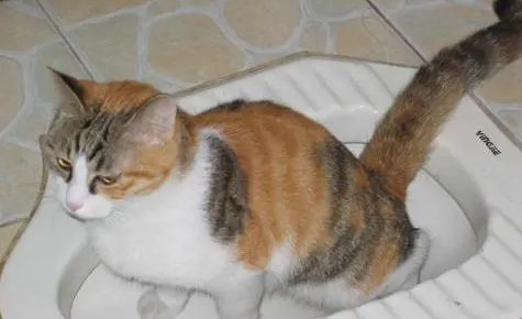 小猫拉肚子了怎么办呢 小猫拉肚子了怎么办呢