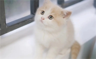 小猫咪一直发出咕噜咕噜的声音
