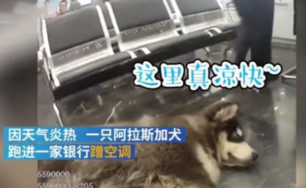 流浪阿拉斯加银行蹭空调不肯走,民警一句话乖乖上警车 流浪阿拉斯加银行蹭空调不肯走,民警一句话乖乖上警车