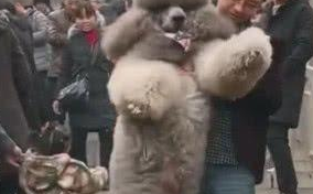 主人带大泰迪爬山,下山时狗狗赖着不走,主人瞬间后悔了 主人带大泰迪爬山,下山时狗狗赖着不走,主人瞬间后悔了