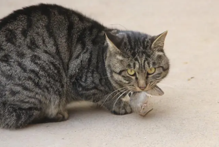 什么样的猫捉什么样的老鼠 什么样的猫捉什么样的老鼠