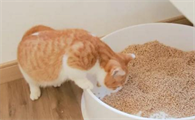 幼猫怎么才能让他拉到猫砂里