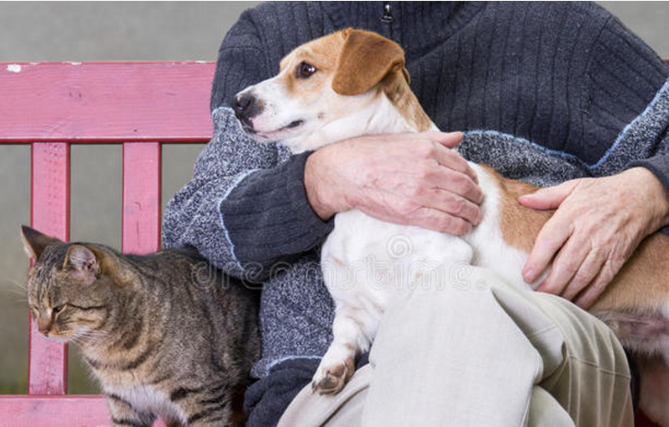 修行人养猫狗会堕入恶道吗 修行人养猫狗会堕入恶道吗