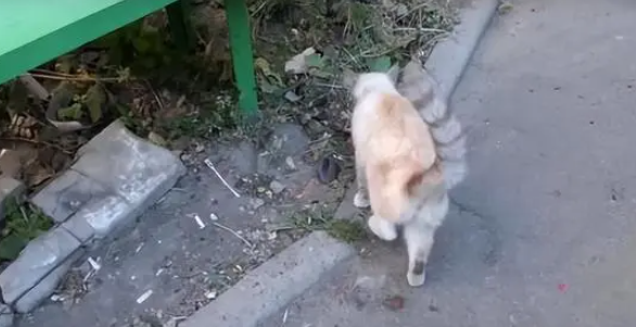 走丢半年的猫，在公园遇到了，铲屎官泪目：对不起我来晚了！