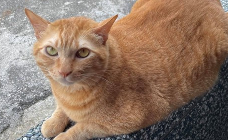 橘猫翻肚任人上下搓揉,饲主笑:我有这样的猫你没有! 橘猫翻肚任人上下搓揉,饲主笑:我有这样的猫你没有!