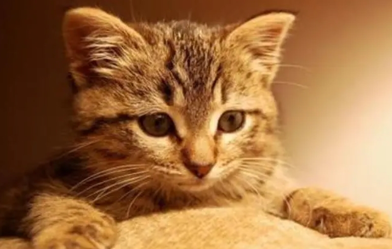 小猫能活多少年