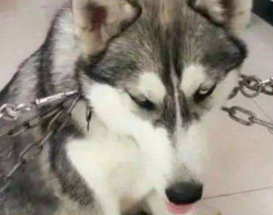 二哈拆家可带劲了主人崩溃，直接这样来惩罚它，二哈：你高兴就好