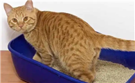 怎样消除猫尿的臭味