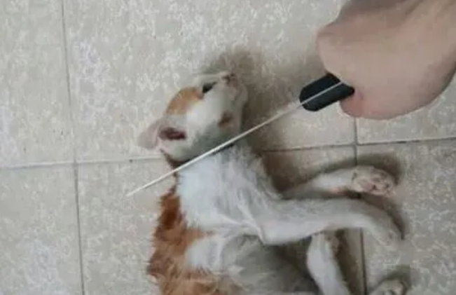 怎么虐猫过瘾把猫掐室息猫发疯