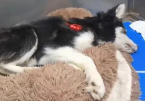 哈士奇不幸患上犬瘟,被主人扔到垃圾桶旁,嘴巴被绑无法呼救! 哈士奇不幸患上犬瘟,被主人扔到垃圾桶旁,嘴巴被绑无法呼救!