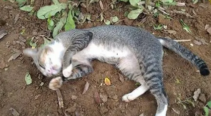 小猫死后多久可以投胎