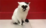 小猫几个月最丑