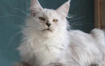 缅因和狸花猫配出来的猫 缅因和狸花猫配出来的猫