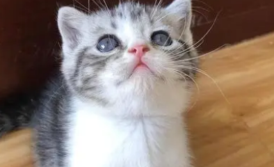 幼猫感冒和猫鼻支区别 幼猫感冒和猫鼻支区别